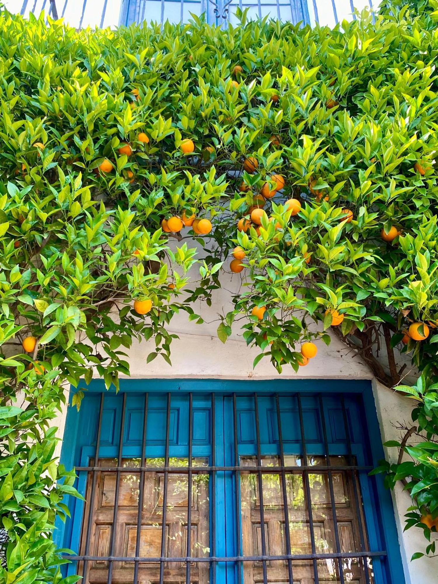 La Buganvilla De Santiago Córdoba Exteriör bild